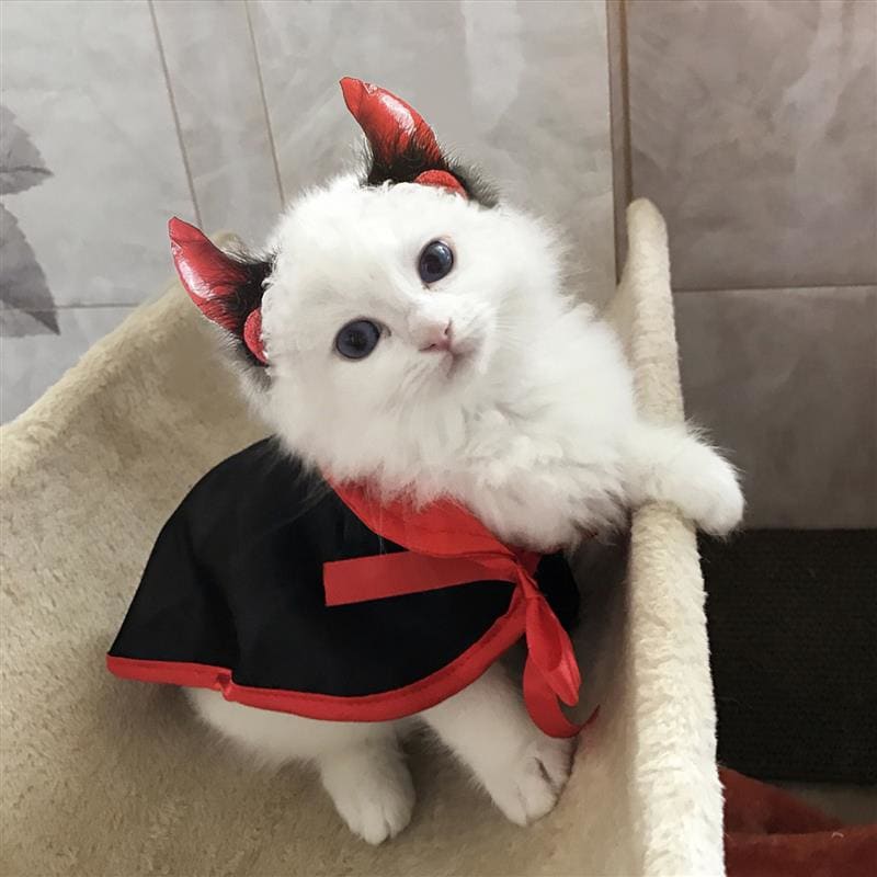 Halloween costume for vampire cat VAMPSKAT™