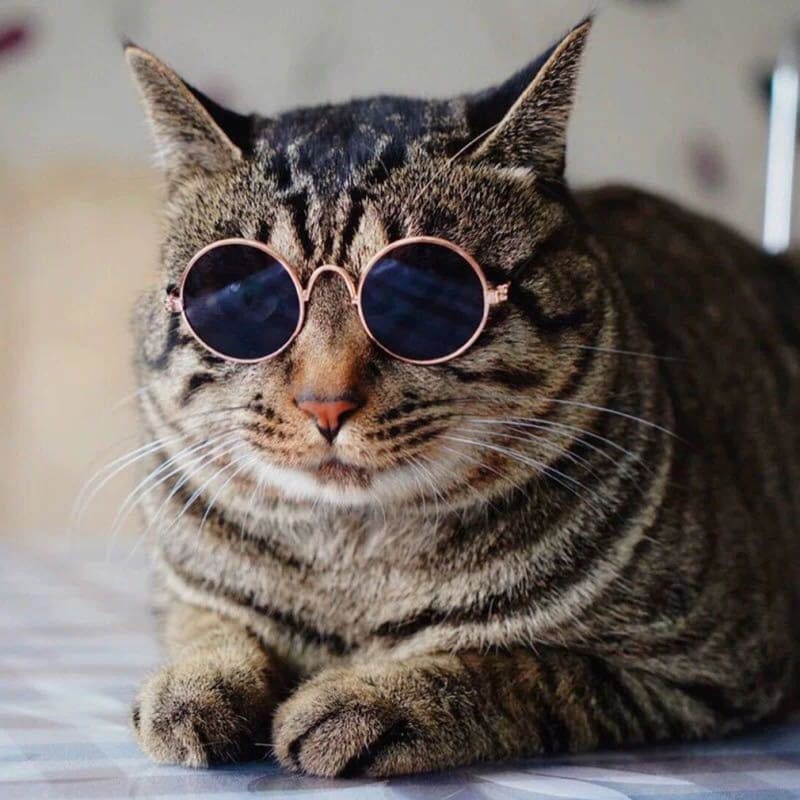Gafas de sol para gato Ordenado