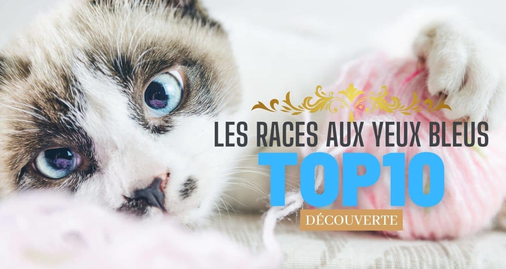 10 races de chats aux yeux bleus: découvrez-les avec nous