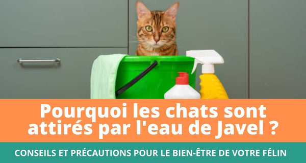 Conseils et précautions à suivre dans ce guide concernant les produits ménagers à base d'eau de Javel nocifs pour les chats en cas de surexposition