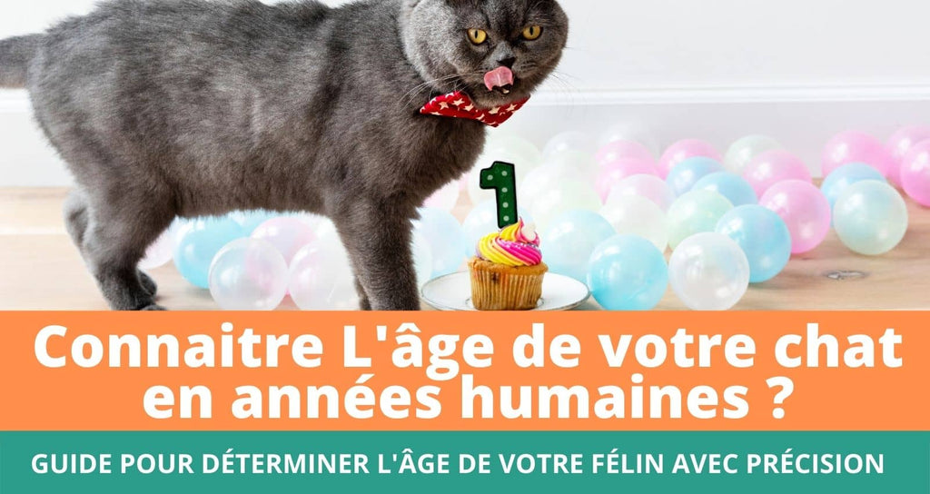 Age Chat Guide Comment savoir l'âge de votre chat en années humaines ? | Orderkeen