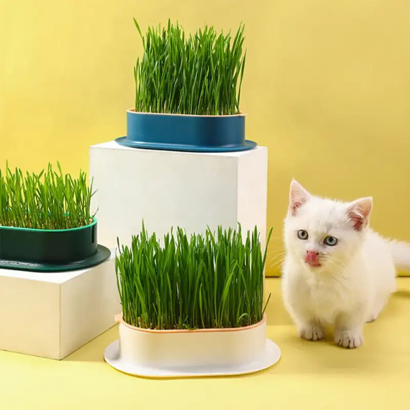 Pot Herbe a Chat | Orderkeen