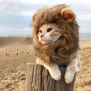 Capuche crinière de Lion pour chat LIONKAT™ chat, Mon vêtements
