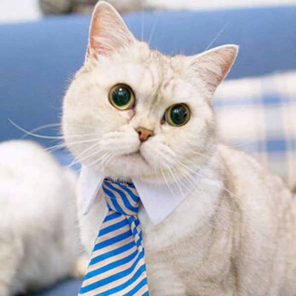 Collier col cravate pour chat COSUTKAT™ bandana chat, Mon vêtements