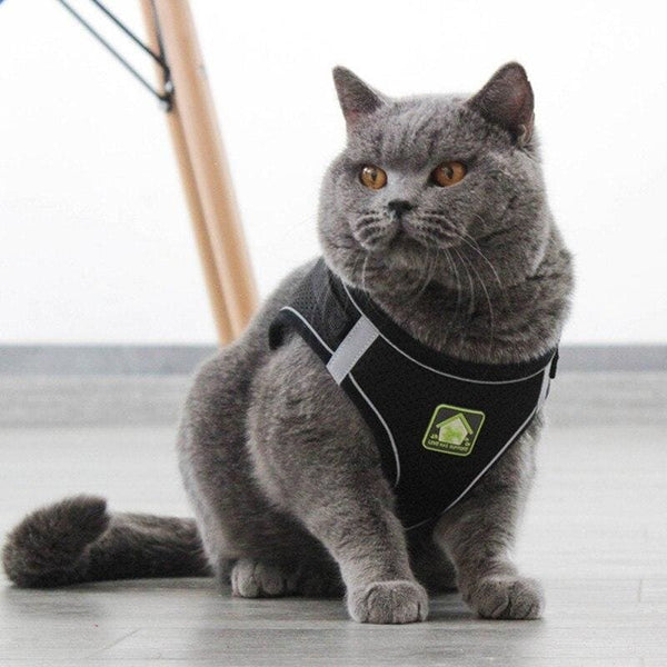 Harnais chat anti-évasion PUGKAT™ colliers / harnais, mon