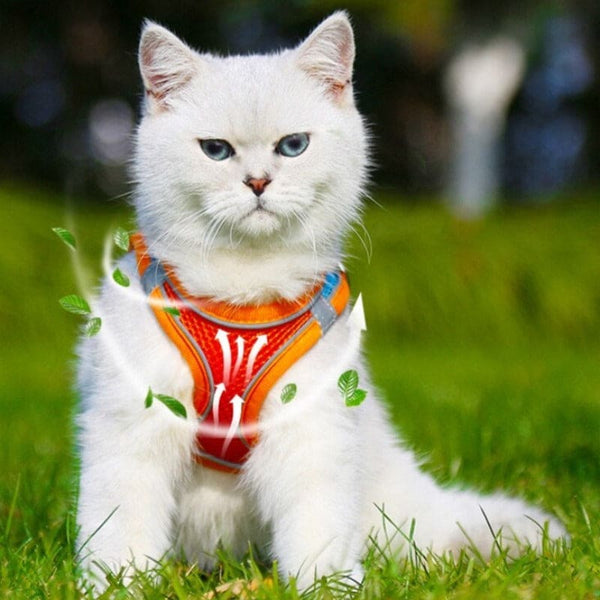Harnais pour promenade chat STYLIKAT™ colliers / harnais, harnais chat, mo, Mon