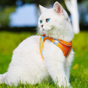 Harnais pour promenade chat STYLIKAT™ colliers / harnais, harnais chat, mo, Mon