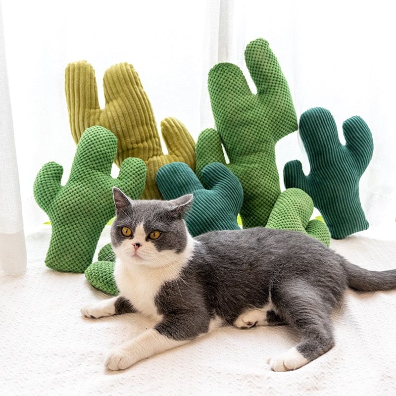 Jouet peluche cactus pour chat