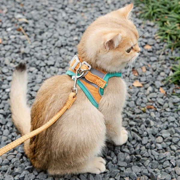 Laisse et harnais réfléchissant pour chat FLORALKAT™ colliers / harnais, Harnais promenade chat, Mon