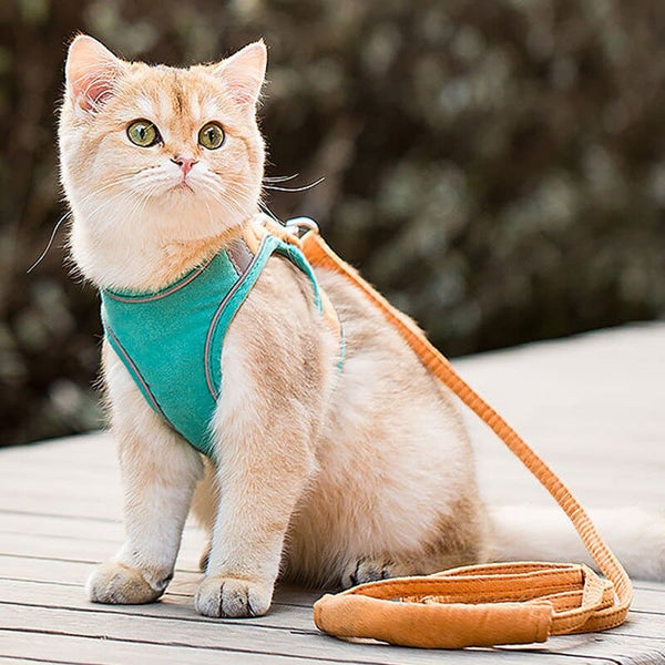Laisse et harnais réfléchissant pour chat FLORALKAT™ colliers / harnais, Harnais promenade chat, Mon