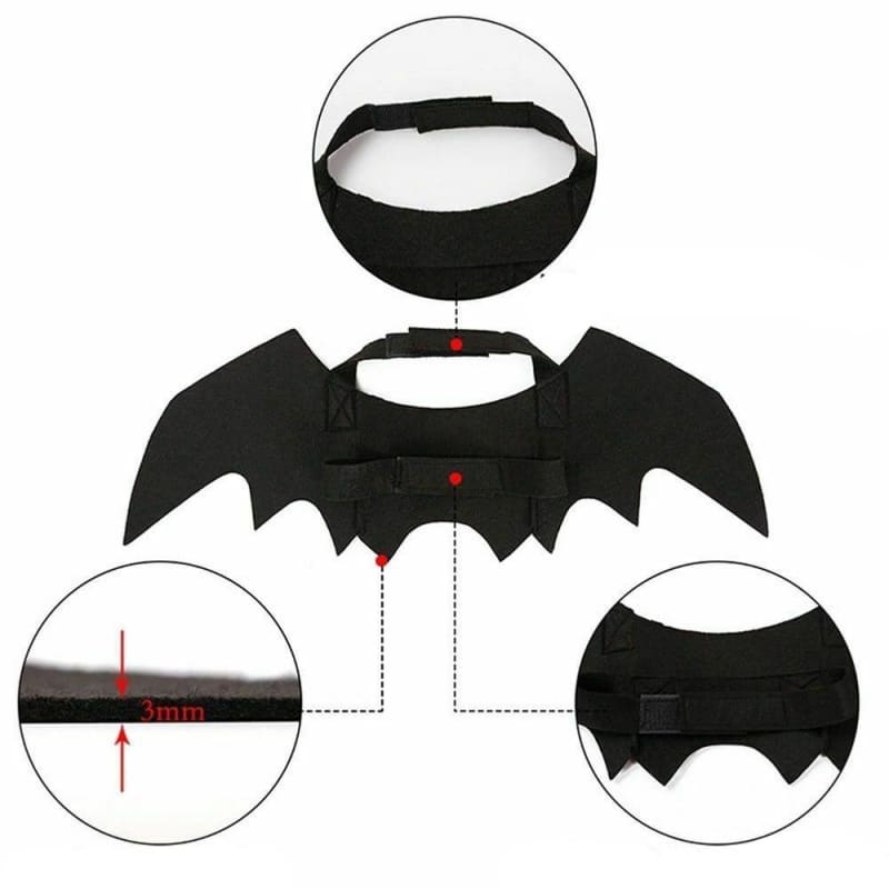 Vêtements Chat Chauve Souris | Orderkeen